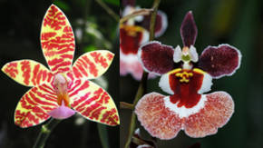 plantas ornamentales orquideas