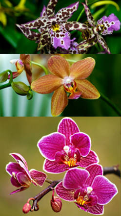 arbustos de ornato orquideas