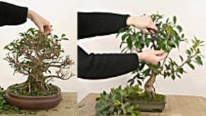 poda de bonsai ficus