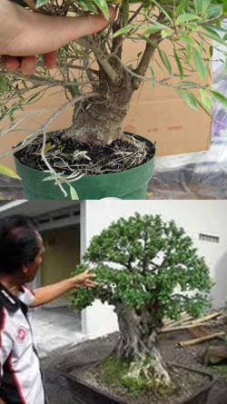 tala de bonsai ficus