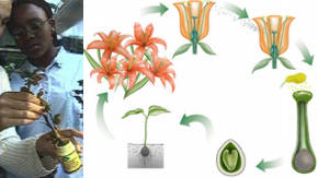 reproduccion de las plantas con flor y polen