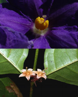 tipos-de-flores-hermofroditas-especies