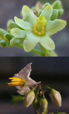 tipos-de-flores-hermofroditas