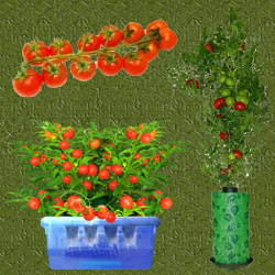 tomatitos ornamentales en macetas
