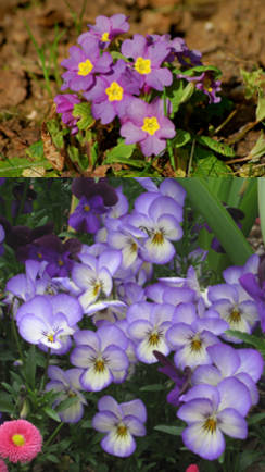 violetas como plantas ornamentales