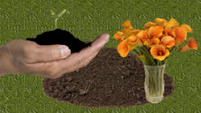 abono natural para las plantas