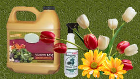 abonadura para vegetal y floracion