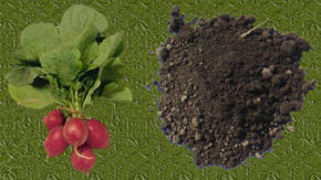 abono para plantas con restos de rabano