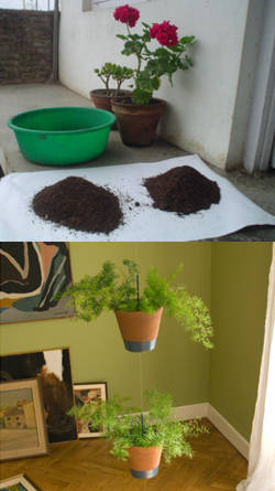 abono para plantas de interior