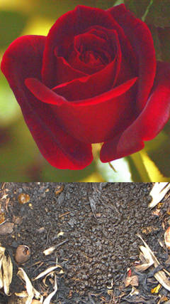 abonadura para rosas