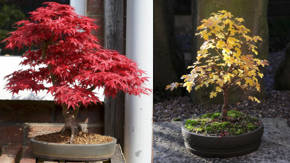 arbustos bonsai
