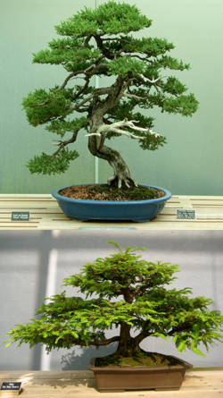 arboles bonsai