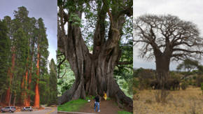 arboles centenarios