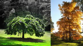 arboles de jardin