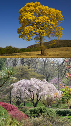 arboles ornamentales