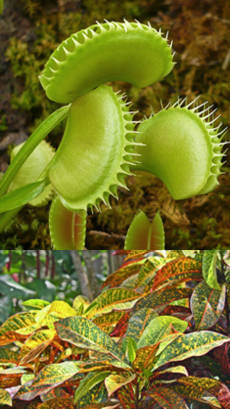 clasificacion de plantas