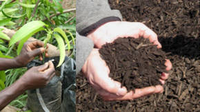 como cuidar las plantas de sombra