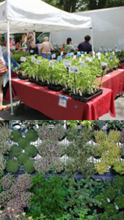 comprar plantas aromaticas