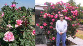 consejos de jardineria para rosas