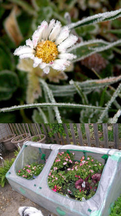 cuidado de las flores en invierno