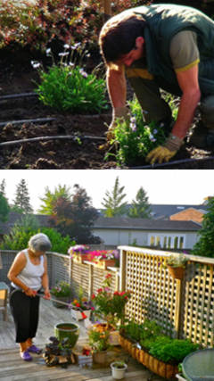 cuidados de las plantas