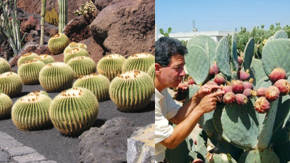 plantacion de cactus
