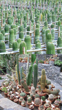 cultivo de cactus