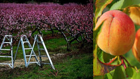 plantacion de durazno