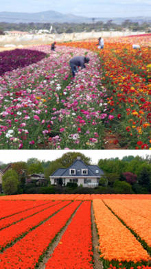 plantacion de flores