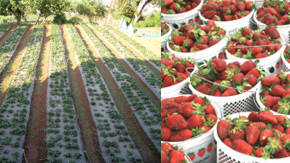 cultivo de fresas