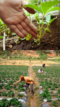 plantacion de fresas