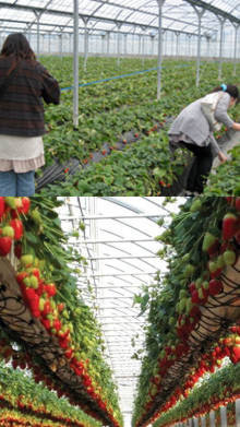 cultivo de frutilla bajo invernadero