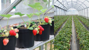 plantacion de frutilla bajo invernaculo