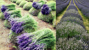 cultivo de lavanda