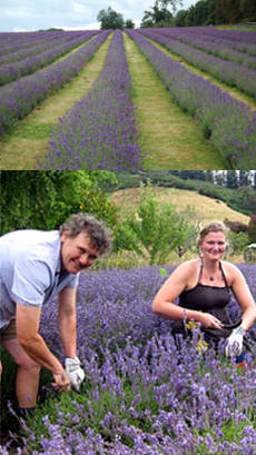 cultivacion de lavanda