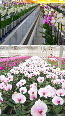 plantacion de orquideas