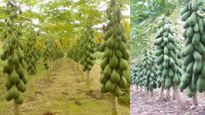 cultivo de papaya