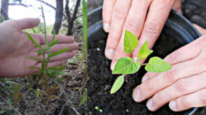 cultivo de plantas