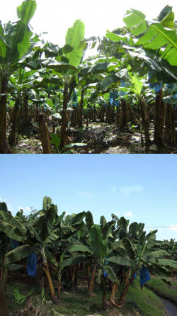 plantacion de platano