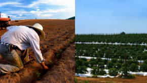 culticacion de tomate