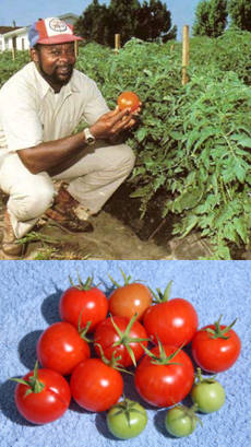 cultivo de tomate