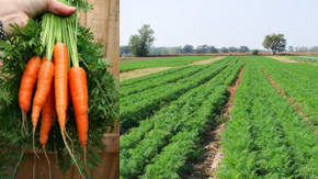 cultivo de zanahorias
