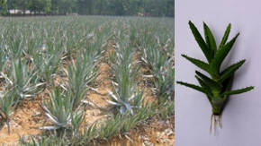 cultivo del aloe vera