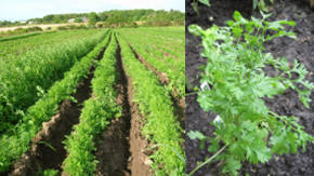 cultivo del cilantro