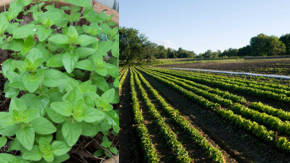 cultivo del oregano