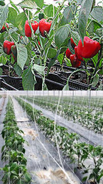 plantacion del pimiento