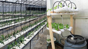 agricultura hidroponica en invernadero