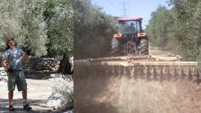 cultivacion corte y estercolado del olivo