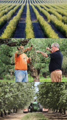 cultivo poda y abonado del olivo