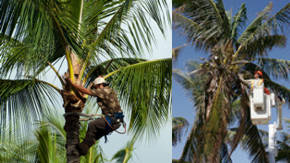 curso de poda de palmera